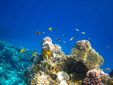 Kızıldeniz 'in mercan resiflerinin genişliğinde birçok renkli balık var.