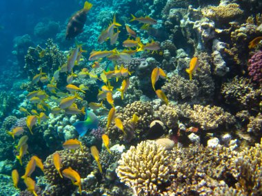 Many colorful fish in the expanses of the coral reef of the Red Sea clipart
