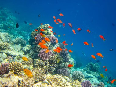 Kızıldeniz 'in mercan resiflerinin genişliğinde birçok renkli balık var.