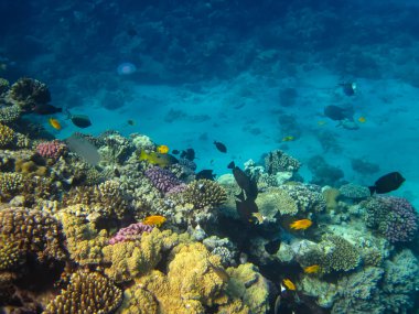 Kızıldeniz 'in mercan resiflerinin genişliğinde birçok renkli balık var.