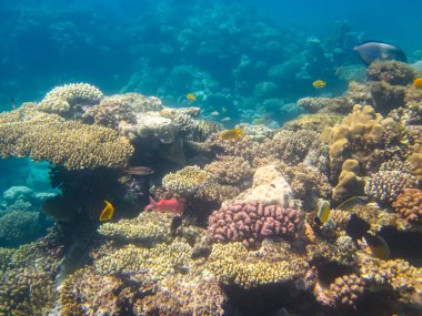 Kızıldeniz 'in mercan resiflerinin genişliğinde birçok renkli balık var.