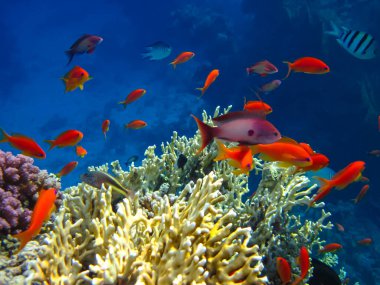Kızıldeniz 'in mercan resiflerinin genişliğinde birçok renkli balık var.