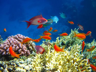 Kızıldeniz 'in mercan resiflerinin genişliğinde birçok renkli balık var.