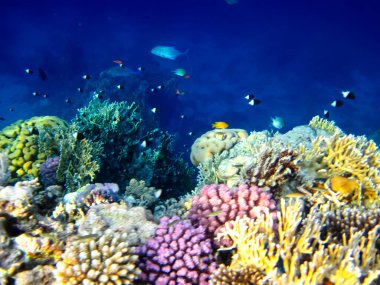Kızıldeniz 'in mercan resiflerinin genişliğinde birçok renkli balık var.