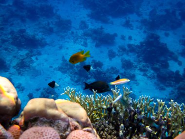 Kızıldeniz 'in mercan resiflerinin genişliğinde birçok renkli balık var.