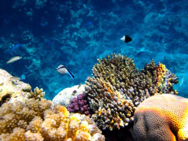 Kızıldeniz 'in mercan resiflerinin genişliğinde birçok renkli balık var.