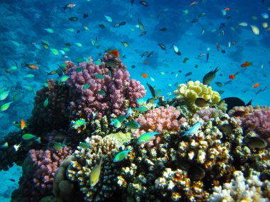 Kızıldeniz 'in mercan resiflerinin genişliğinde birçok renkli balık var.