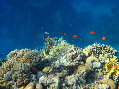 Kızıldeniz 'in mercan resiflerinin genişliğinde birçok renkli balık var.