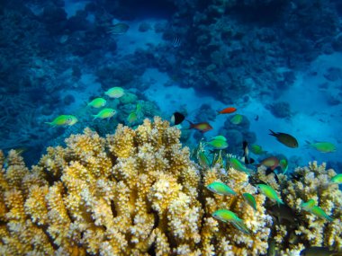 Kızıldeniz 'in mercan resiflerinin genişliğinde birçok renkli balık var.