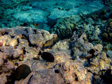 Kızıldeniz 'in mercan resiflerinin genişliğinde birçok renkli balık var.