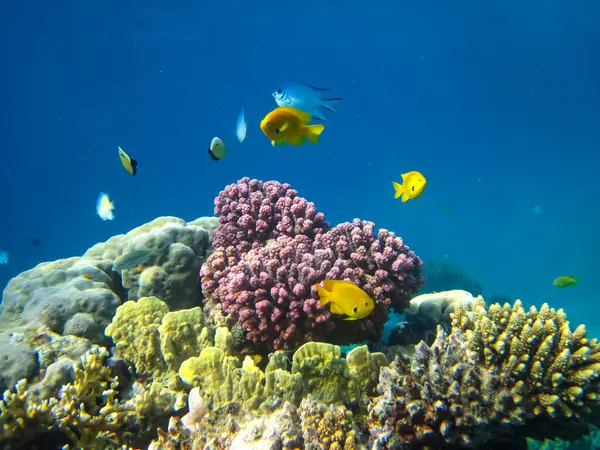 Kızıldeniz 'in mercan resiflerinin genişliğinde birçok renkli balık var.