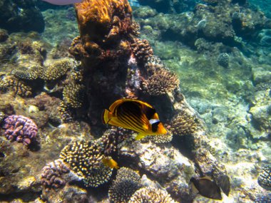 Chaetodon fasciatus ya da Kızıl Deniz 'in mercan resiflerindeki çapraz kelebek balığı.