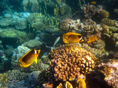 Chaetodon fasciatus ya da Kızıl Deniz 'in mercan resiflerindeki çapraz kelebek balığı.