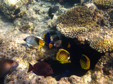 Chaetodon fasciatus ya da Kızıl Deniz 'in mercan resiflerindeki çapraz kelebek balığı.