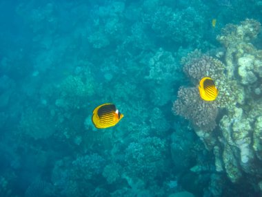 Chaetodon fasciatus ya da Kızıl Deniz 'in mercan resiflerindeki çapraz kelebek balığı.