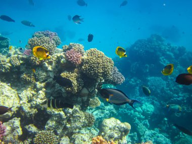 Chaetodon fasciatus ya da Kızıl Deniz 'in mercan resiflerindeki çapraz kelebek balığı.