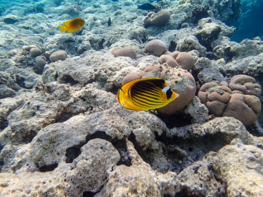Chaetodon fasciatus ya da Kızıl Deniz 'in mercan resiflerindeki çapraz kelebek balığı.