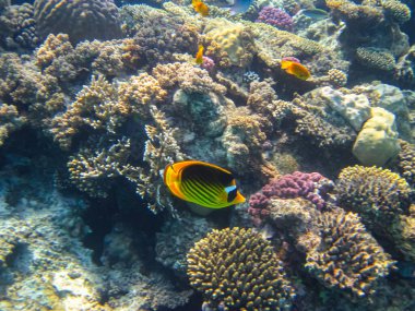 Chaetodon fasciatus ya da Kızıl Deniz 'in mercan resiflerindeki çapraz kelebek balığı.