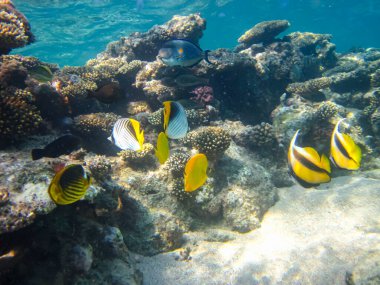 Chaetodon fasciatus ya da Kızıl Deniz 'in mercan resiflerindeki çapraz kelebek balığı.