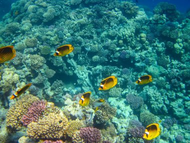 Chaetodon fasciatus ya da Kızıl Deniz 'in mercan resiflerindeki çapraz kelebek balığı.