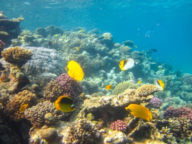 Chaetodon fasciatus ya da Kızıl Deniz 'in mercan resiflerindeki çapraz kelebek balığı.