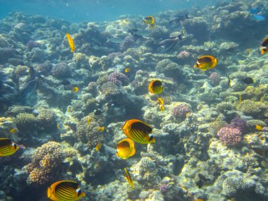 Chaetodon fasciatus ya da Kızıl Deniz 'in mercan resiflerindeki çapraz kelebek balığı.
