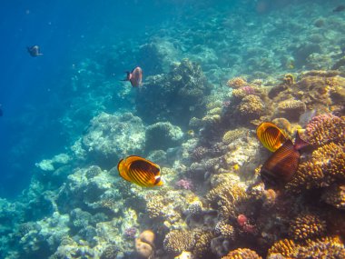 Chaetodon fasciatus ya da Kızıl Deniz 'in mercan resiflerindeki çapraz kelebek balığı.