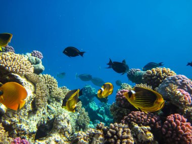 Chaetodon fasciatus ya da Kızıl Deniz 'in mercan resiflerindeki çapraz kelebek balığı.