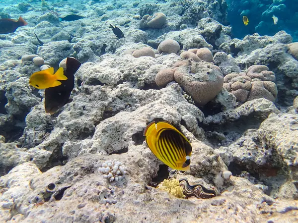 Chaetodon fasciatus ya da Kızıl Deniz 'in mercan resiflerindeki çapraz kelebek balığı.