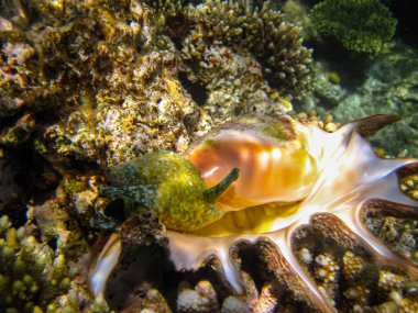 Kızıldeniz 'in mercan resiflerinin genişliğinde güzel midye kabuğu.