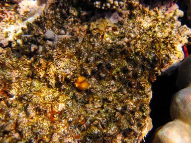 Spirobranchus giganteus Kızıl Deniz 'in mercan resifinde.