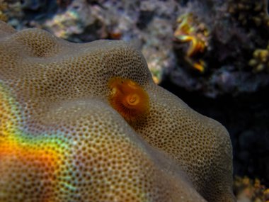 Spirobranchus giganteus Kızıl Deniz 'in mercan resifinde.