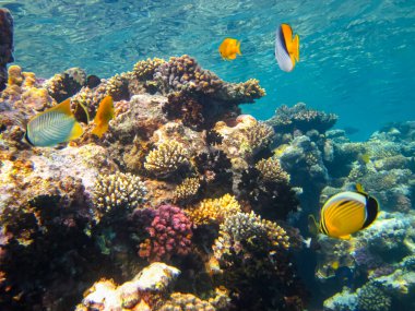 Kızıl Deniz 'in mercan kayalıklarında Chaetodon auriga ya da Cuneiform kelebeği