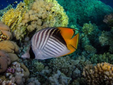 Kızıl Deniz 'in mercan kayalıklarında Chaetodon auriga ya da Cuneiform kelebeği