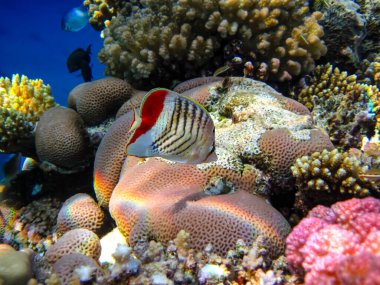 Chaetodon paucifasciatus or Eritrean butterflyfish in the Red Sea coral reef