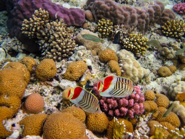 Chaetodon paucifasciatus or Eritrean butterflyfish in the Red Sea coral reef