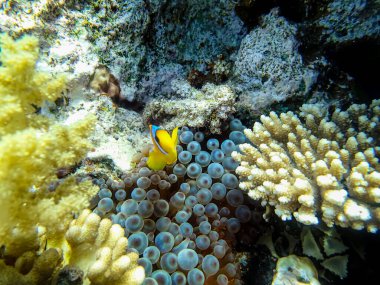 Amphiprion bicinctus ya da Kızıl Deniz 'in mercan resiflerindeki deniz şakayıklarında palyaço balığı.