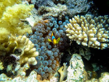 Amphiprion bicinctus ya da Kızıl Deniz 'in mercan resiflerindeki deniz şakayıklarında palyaço balığı.