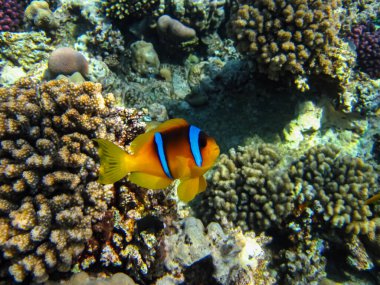 Amphiprion bicinctus ya da Kızıl Deniz 'in mercan resiflerindeki deniz şakayıklarında palyaço balığı.