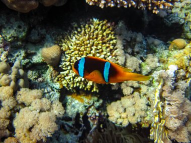 Amphiprion bicinctus ya da Kızıl Deniz 'in mercan resiflerindeki deniz şakayıklarında palyaço balığı.