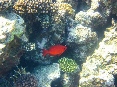 Priacanthus hamrur or Bulleye hamrur in the coral reef of the Red Sea