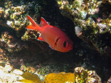 Priacanthus hamrur or Bulleye hamrur in the coral reef of the Red Sea
