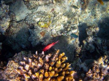 Priacanthus hamrur or Bulleye hamrur in the coral reef of the Red Sea