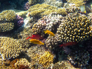 Priacanthus hamrur or Bulleye hamrur in the coral reef of the Red Sea