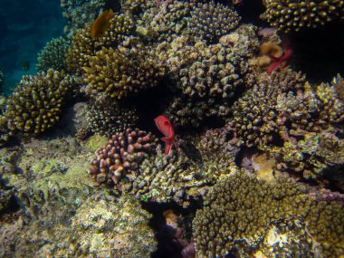 Priacanthus hamrur or Bulleye hamrur in the coral reef of the Red Sea