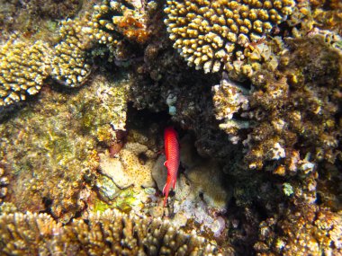 Priacanthus hamrur or Bulleye hamrur in the coral reef of the Red Sea