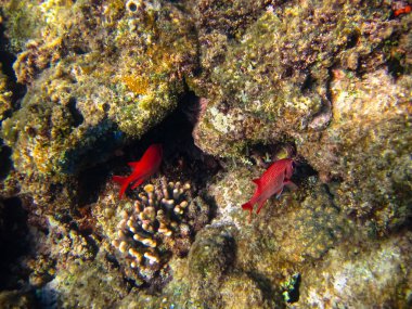 Priacanthus hamrur or Bulleye hamrur in the coral reef of the Red Sea
