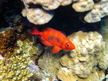 Priacanthus hamrur or Bulleye hamrur in the coral reef of the Red Sea