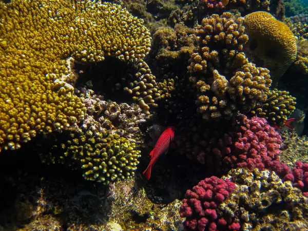 stock image Priacanthus hamrur or Bulleye hamrur in the coral reef of the Red Sea