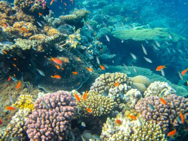 Kızıl Deniz 'in mercan resiflerindeki deniz altınları.